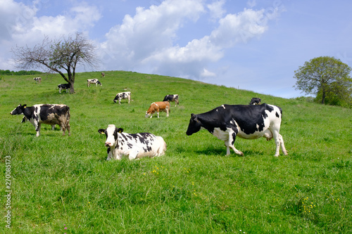 Cows grazing on pasture, a herd of black and white cows mixed with brown and white cattle © asafaric