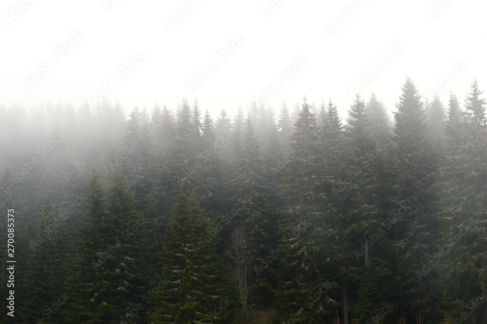 fog among the trees on the mountain fog among the trees on the mountain