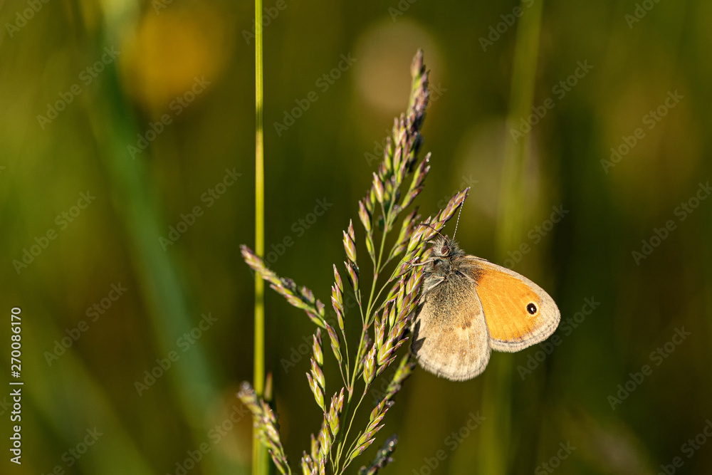 Fototapeta premium Nature
