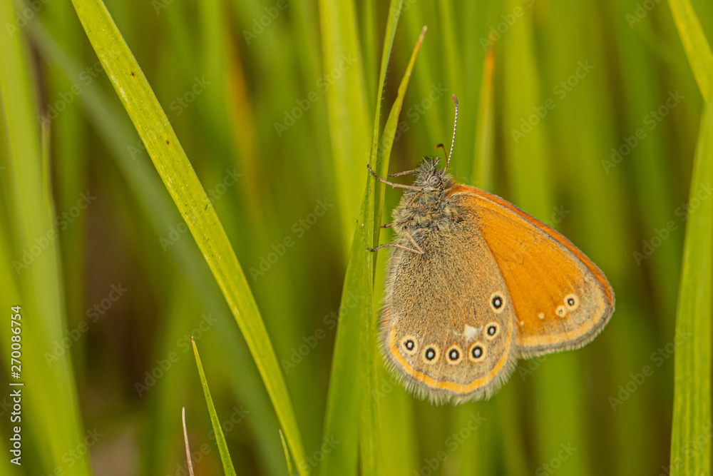 Obraz premium Nature