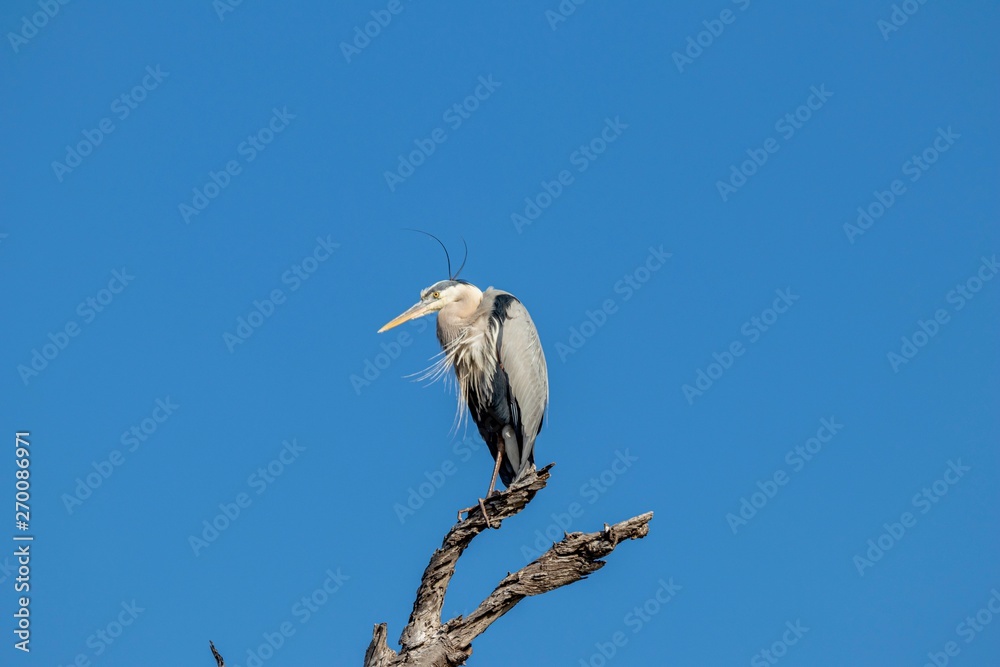 Great blue heron perched on a branch against blue sky Great blue heron perched on a branch against blue sky