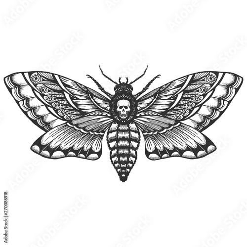 hand drrawn monochrome deadhead butterfly isolated vector