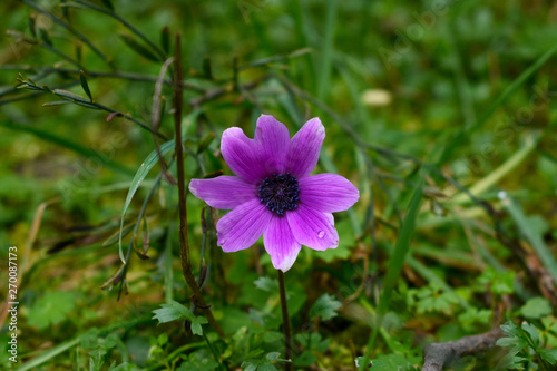 purple flower