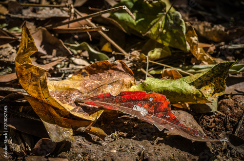 decomposing leaves