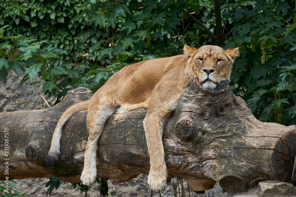 Satisfied lioness resting on comfortable log Satisfied lioness resting on comfortable log