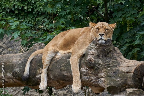 Satisfied lioness resting on comfortable log