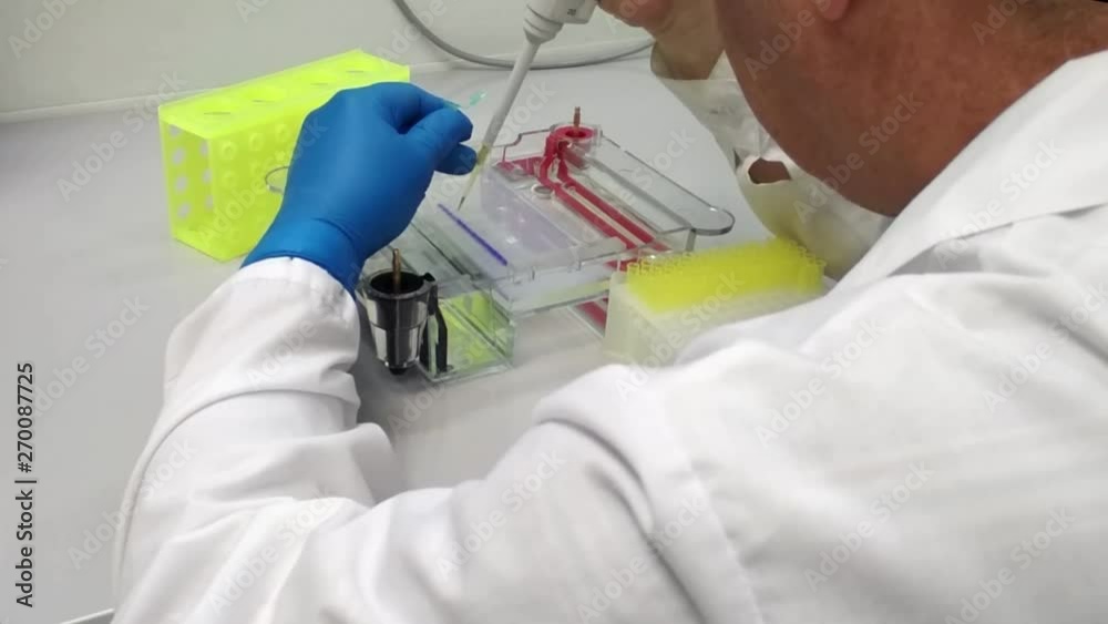 In a biological science lab. Introduction of the sample into the wells of agarose gel for electrophoresis.