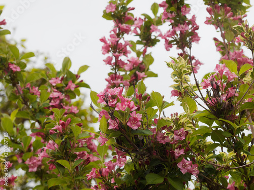 Liebliche Weigelie (Weigela florida) Frühlingsblüte ein Zierstrauch mit gewölbten Zweigen mit kleinen rosa bis dunkelrosa Blüten photo