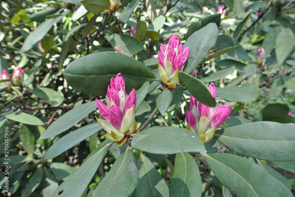rhododendron, flower, pink, nature, flowers, spring, garden, flora, red, petal, macro, leaves, beauty, summer, white, purple, closeup, floral, beautiful, petals rhododendron, flower, pink, nature, flowers, spring, garden, flora, red, petal, macro, leaves, beauty, summer, white, purple, closeup, floral, beautiful, petals