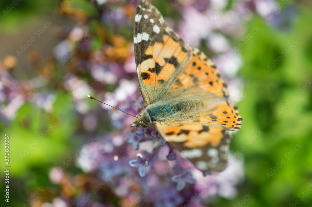 Fototapeta premium Motyl rusałka osetnik