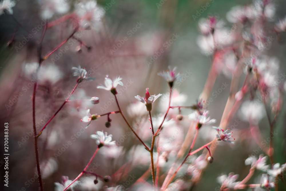 Baby's breath or Gypsophila is a beautiful flower in the carnation family on blurred floral nature backgrounds. Baby's breath or Gypsophila is a beautiful flower in the carnation family on blurred floral nature backgrounds.