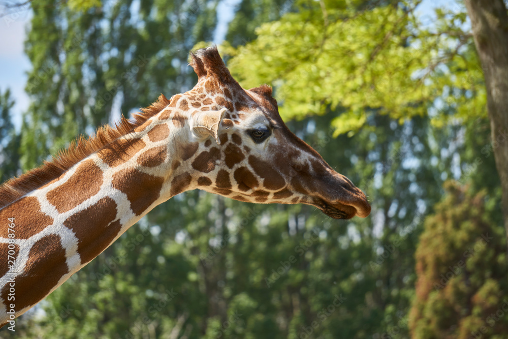 Close up of giraffe head with beautiful long neck and patches pattern Close up of giraffe head with beautiful long neck and patches pattern