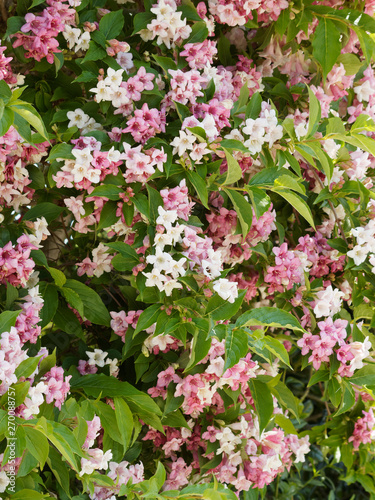 Liebliche Weigelie (Weigela florida). Frühlingsblüte ein Zierstrauch mit gewölbten Zweigen mit kleinen rosa bis dunkelrosa Blüten