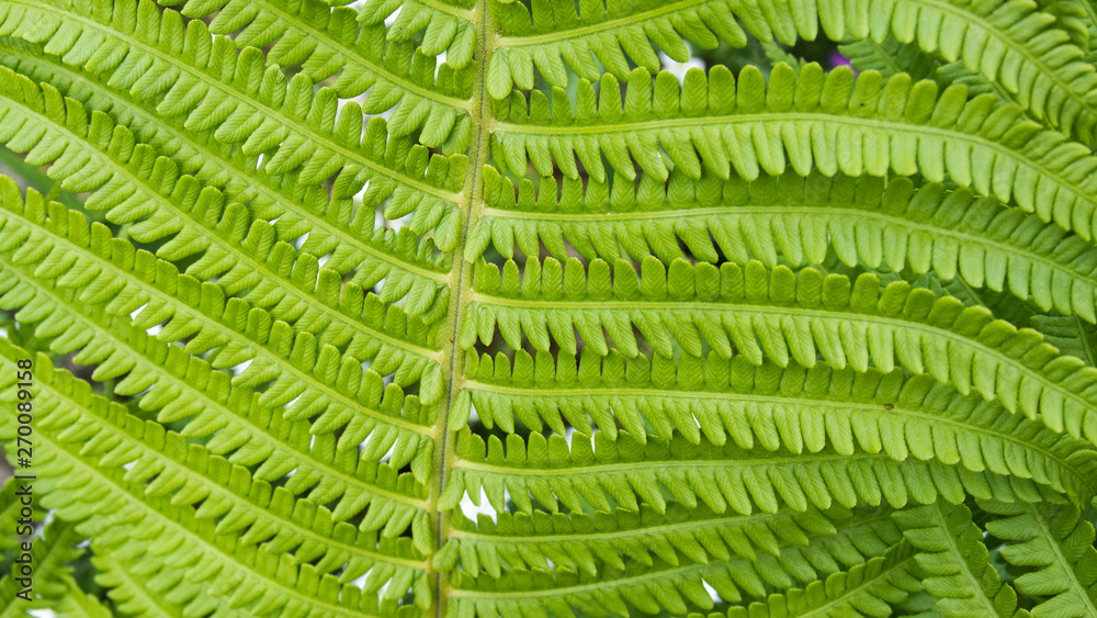 closeup of male fern leaf closeup of male fern leaf