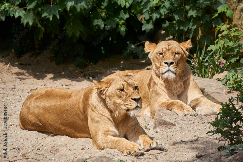Two lionesses resting in the sand while being alert Two lionesses resting in the sand while being alert