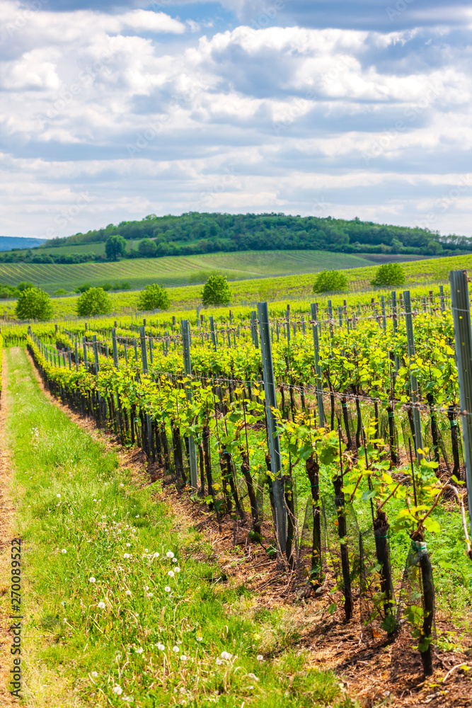 vineyards, Palava, Moravia region, Czech Republic