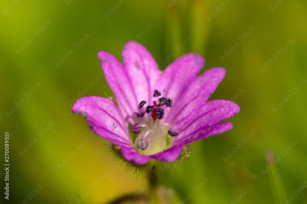 Close-up (macrophotography) of purple flower in garden Close-up (macrophotography) of purple flower in garden