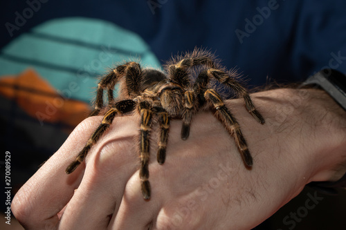 spider on hand