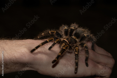 spider on hand