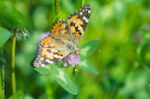 Motyl rusałka osetnik © Kasia R.