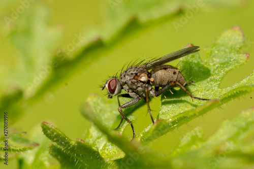 Close-up (macrophotography) of insect - fly sitting on a green leaf in garden © Hubert Schwarz
