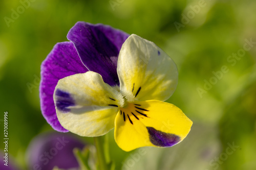 Pansy - purple flower in the garden in bloom