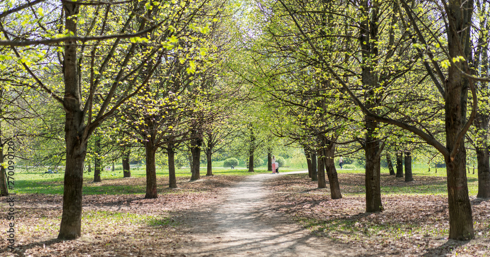 walking path in the city park, around fresh young greens walking path in the city park, around fresh young greens