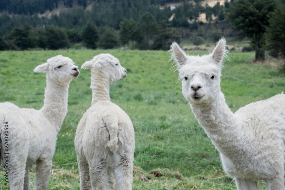 Obraz premium llamas