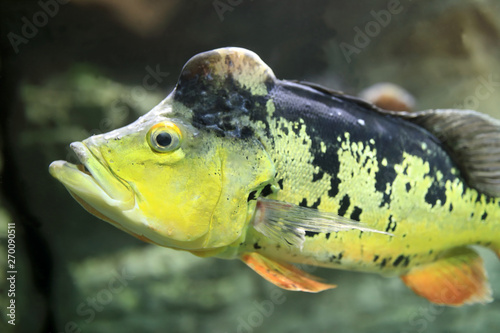 Fototapeta Naklejka Na Ścianę i Meble -  Peacock bass fish