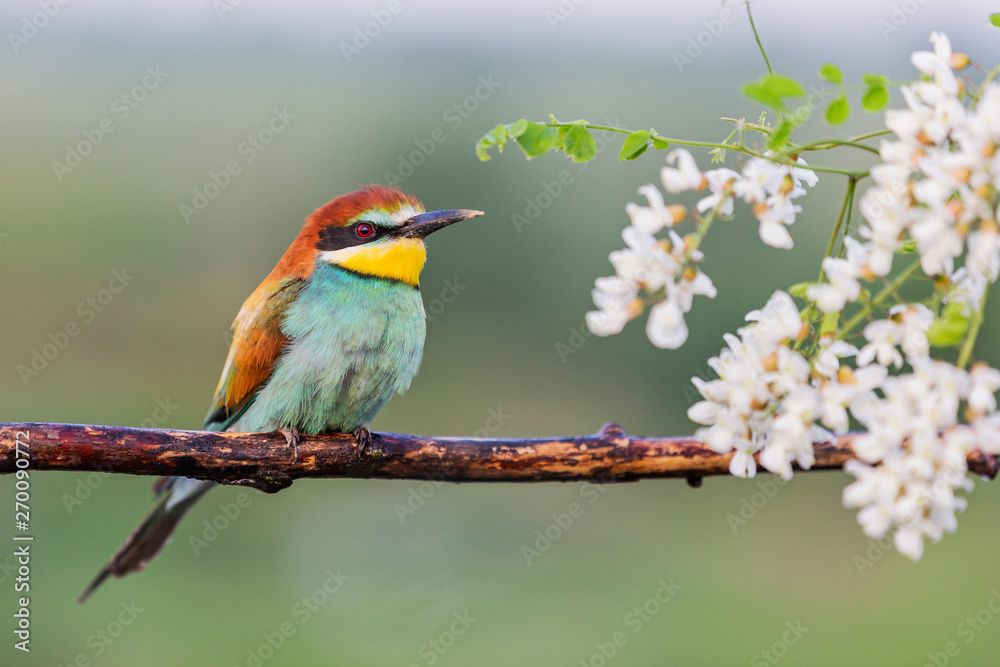 colorful bird and white flowers of acacia
