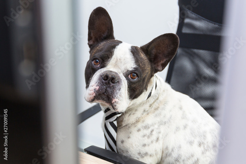 French bulldog works on computer at the office