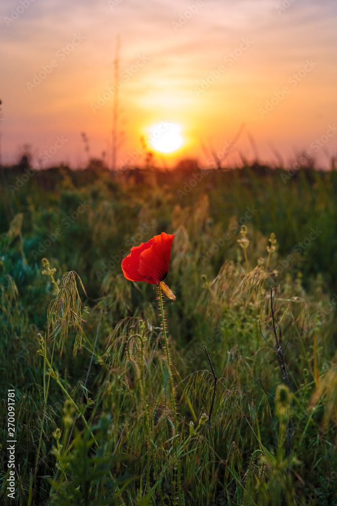 Obraz premium Lonely wild poppy flower staying in the grass field