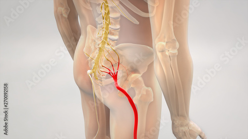 Sciatic Pinched Nerve Pain 3D Render photo