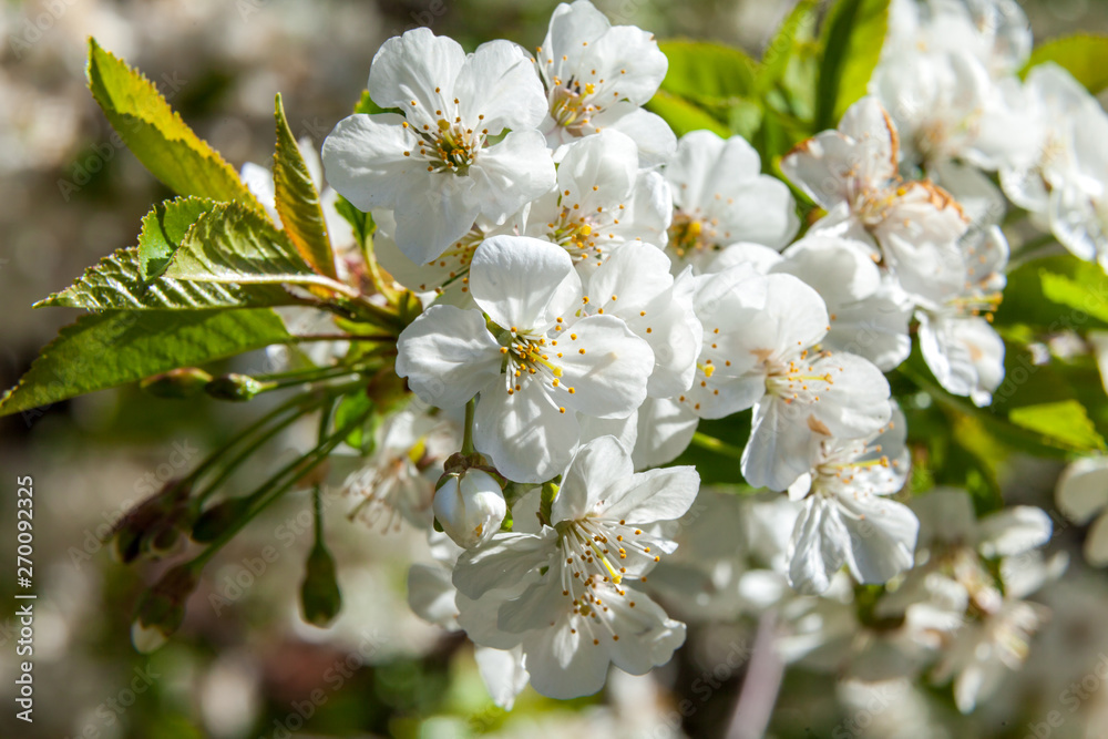 Fototapeta premium Spring may bloom, the cherry and white colours.