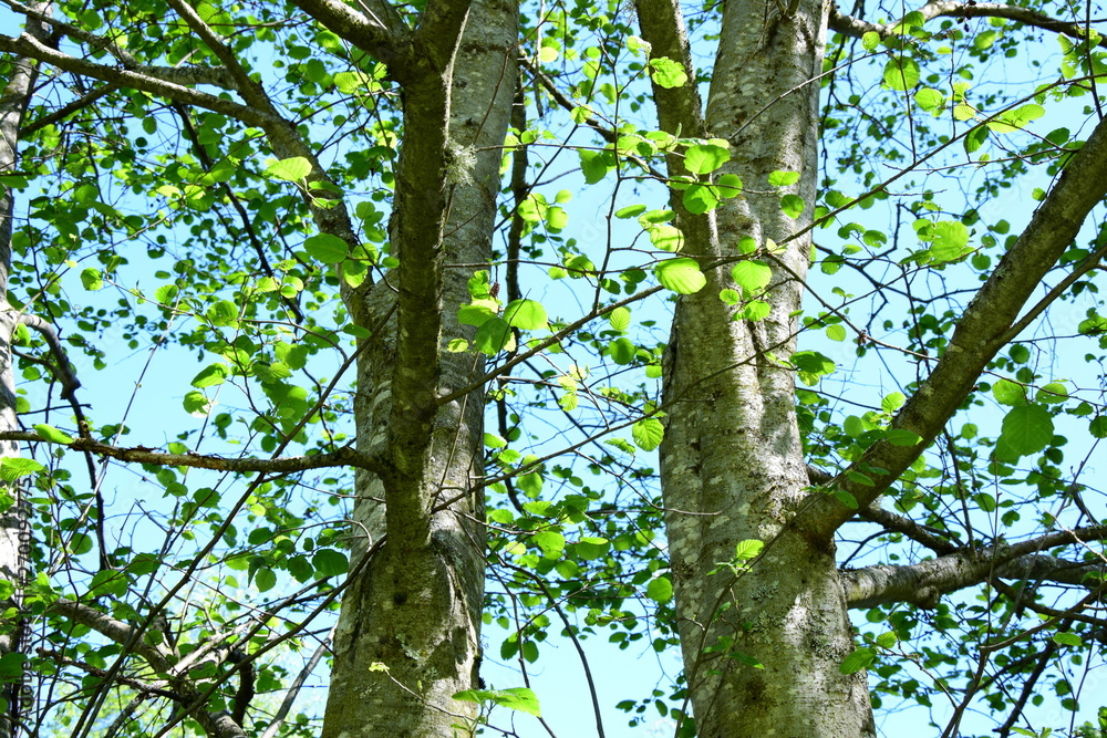 Erle - Laubbaum im Frühling vor blauen Himmel