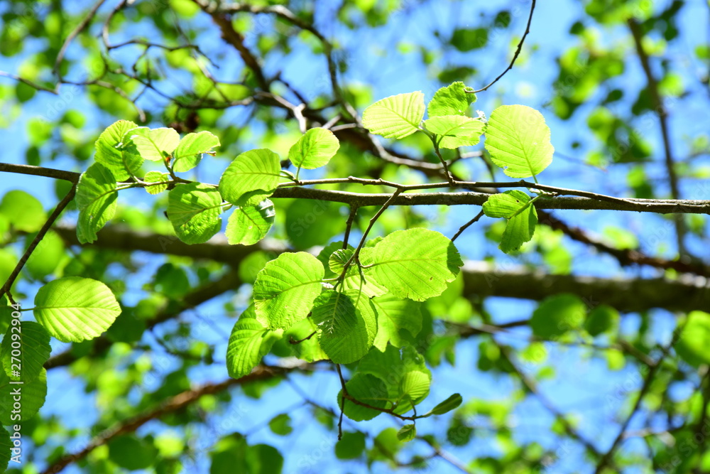 Erle - Laubbaum - Blätterdach im Sonnenschein