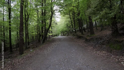 path through beech forest on a spring day