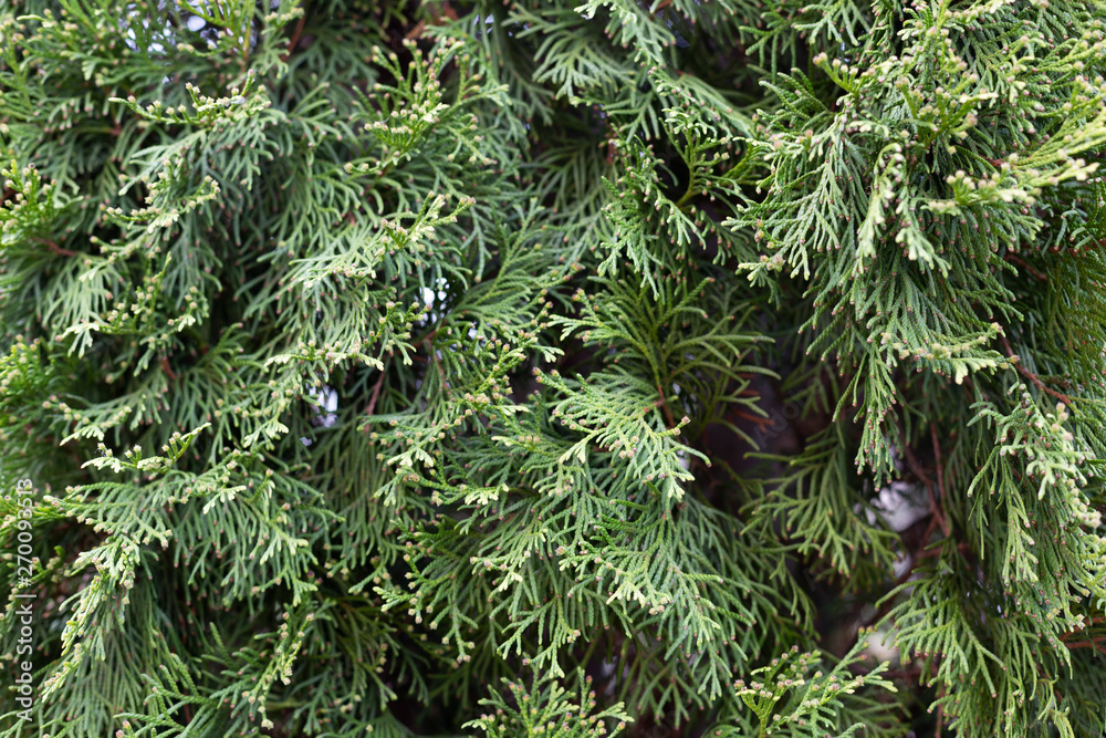 Abstract background green branches thuja Abstract background green branches thuja