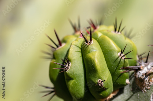 Round Green Cactus