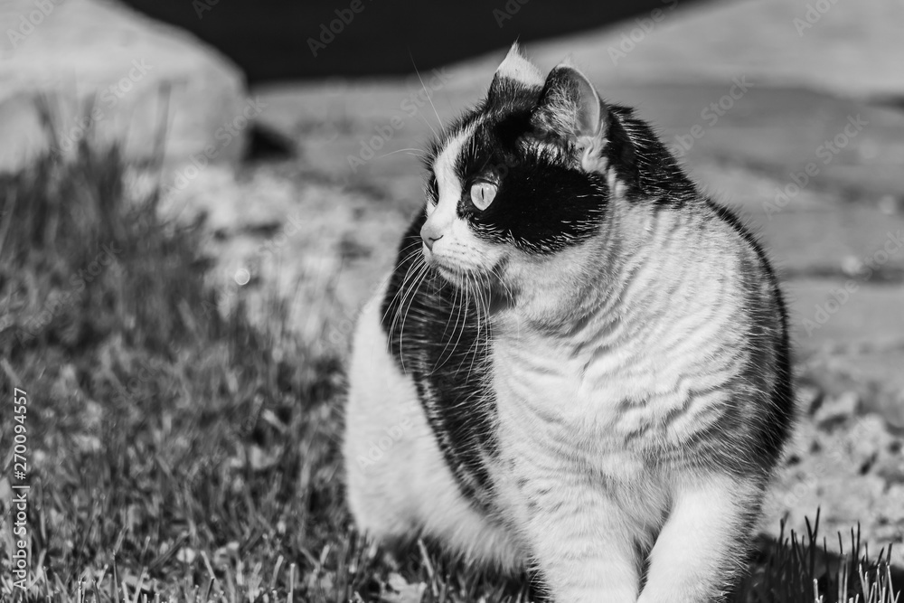A black and white photo of a beautiful adult young black and white cat with big eyes