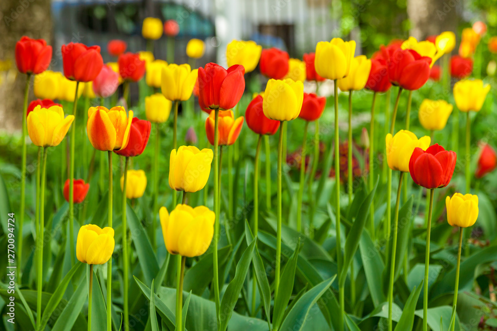In spring, tulips grew and blossomed in parks and flower beds.