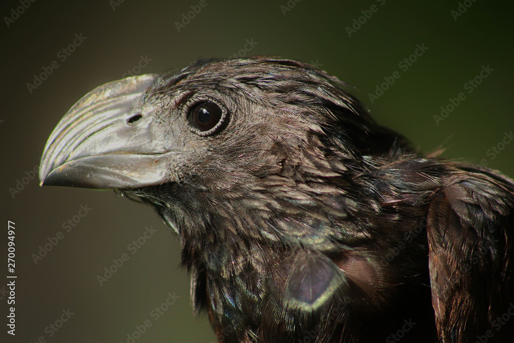 Fototapeta premium Black bird
