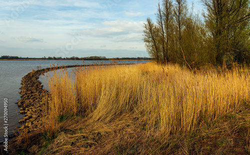 Golden reed plants and a curved dam in the Dutch river Amer near the village of Hooge Zwaluwe, Drimmelen, North Brabant. On the other side of the water is National Park Biesbosch in the background