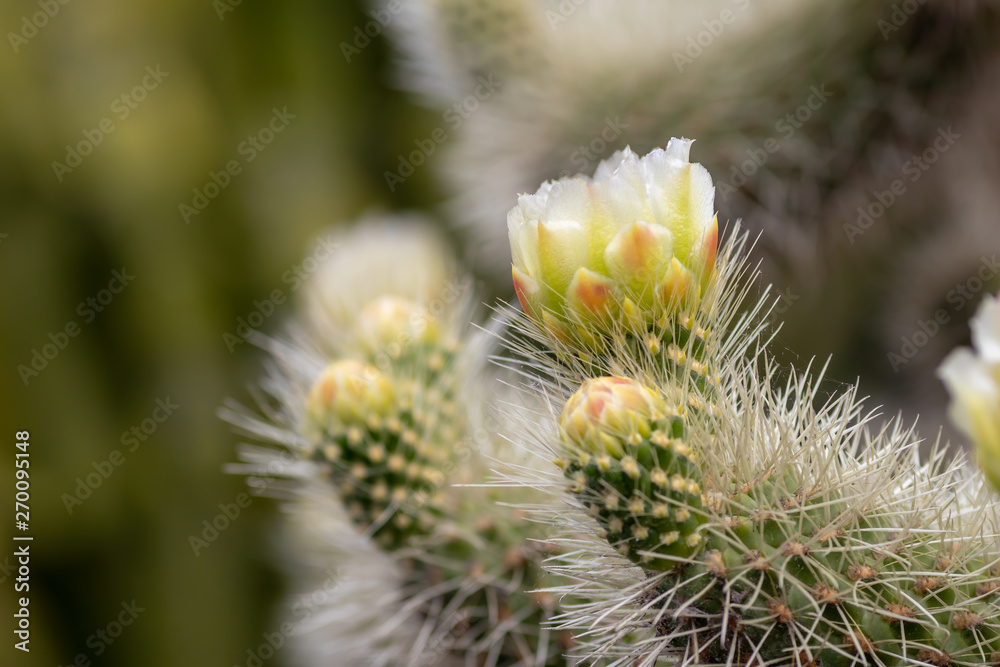 Сactus flower (opuntia bigelovii) Сactus flower (opuntia bigelovii)
