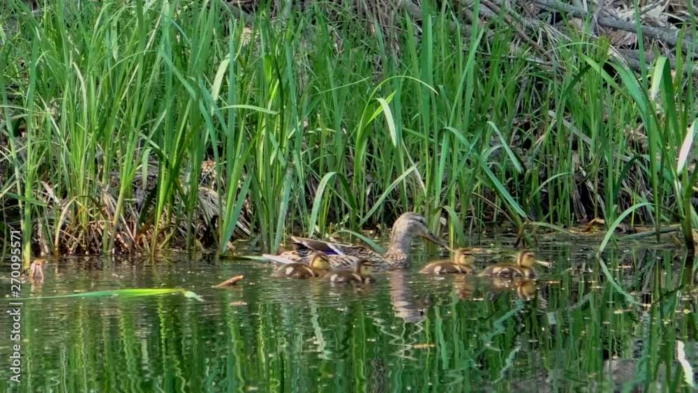 Mother duck with a brood of small ducklings swimming through the water. Life of wild birds in their natural environment. Family and motherhood in animals. Mother duck with a brood of small ducklings swimming through the water. Life of wild birds in their natural environment. Family and motherhood in animals.