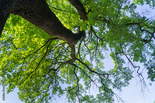 Tree, full of leaves, seen from below