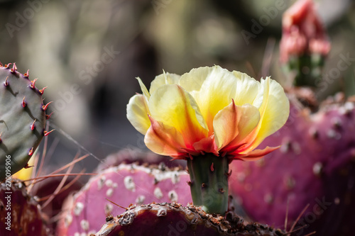 Cactus  opuntia macrocentra  flower