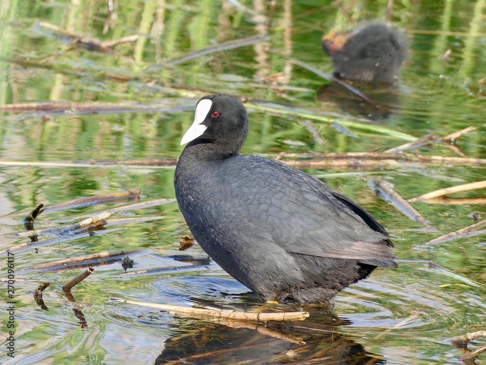 Eurasian coot near the reeds - Fulica atra, syn. Fulica prior Eurasian coot near the reeds - Fulica atra, syn. Fulica prior