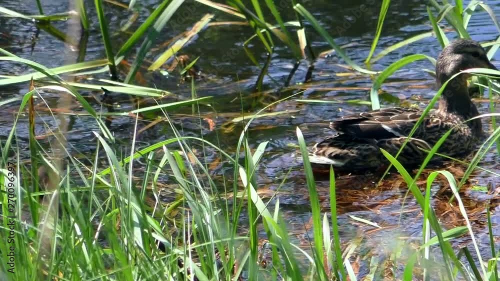 Mother duck with a brood of small ducklings swimming through the water. Life of wild birds in their natural environment. Family and motherhood in animals. Mother duck with a brood of small ducklings swimming through the water. Life of wild birds in their natural environment. Family and motherhood in animals.
