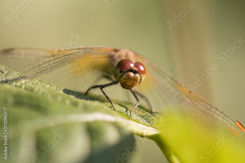 Dragonfly sits on a plant macro shot